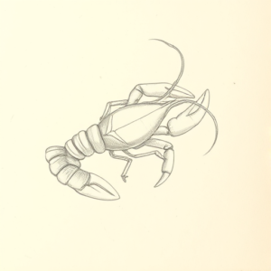Loose Pencil Sketch Lobster Tattoo