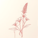 Loose Red Pencil Lavender Tattoo