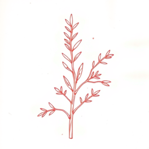 Loose Red Pencil Rosemary Tattoo