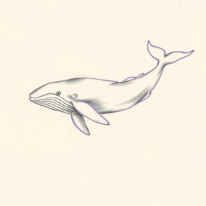 Purple Outline Whale Tattoo